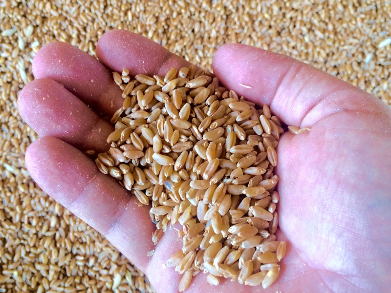 Cereal harvest