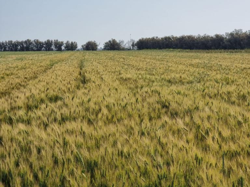 Wheat ears