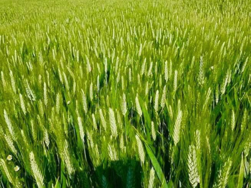 Cerignola countryside