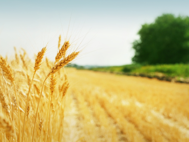 The Secrets of Durum Wheat: How Pineta srl Produces Quality Cereals