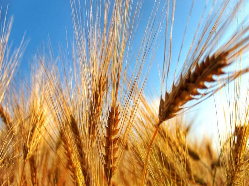 Durum wheat: characteristics, uses and peculiarities