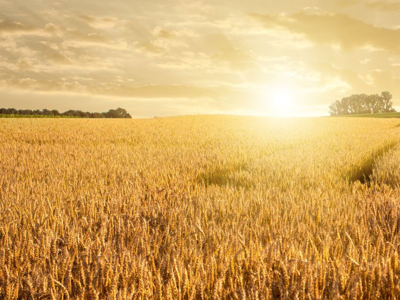 What Organic Conversion for Farms Consists of with Pineta srl