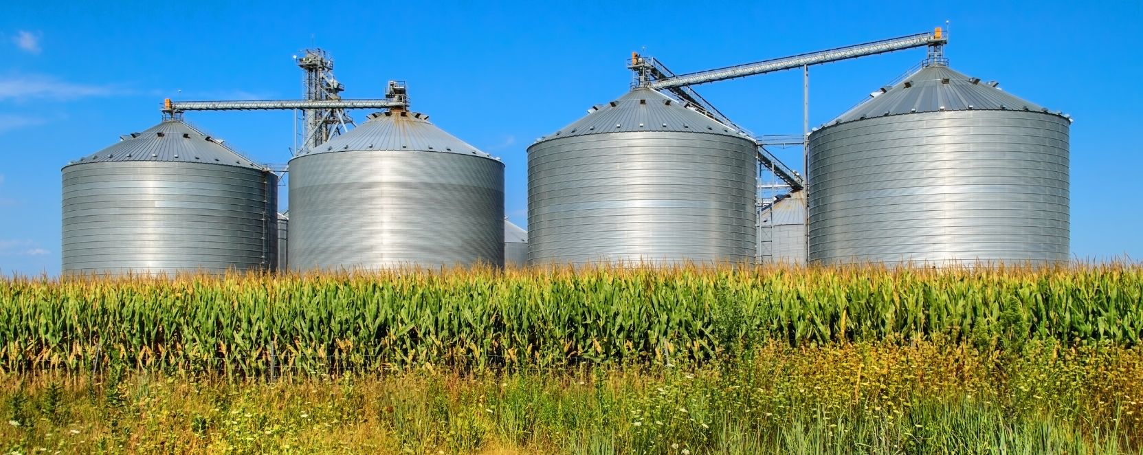 Pineta srl Fertilizers: Essential Nutrition for Your Plants
