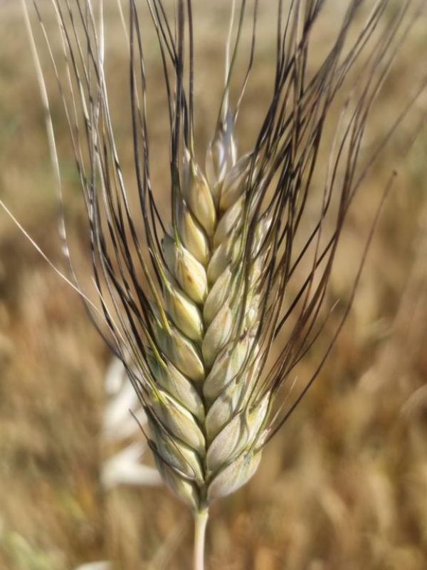 Grano duro nel Vulture