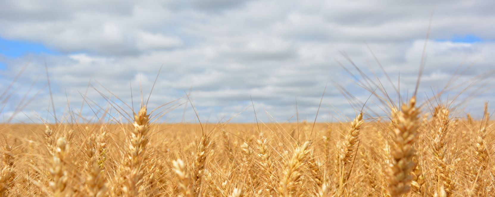 Cereal Production: The Core Business of Pineta srl