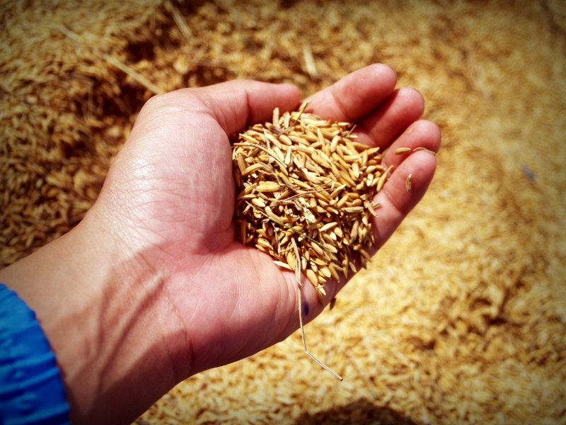 What is the difference between durum wheat and soft wheat?