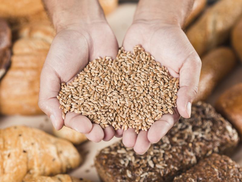 Certified seeds: the foundation for a successful harvest
