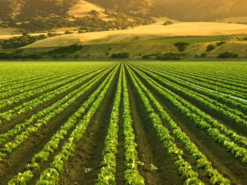 Sustainability in Agriculture: How Pineta srl Contributes to a Green Future