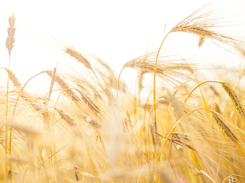 All stages of durum wheat cultivation